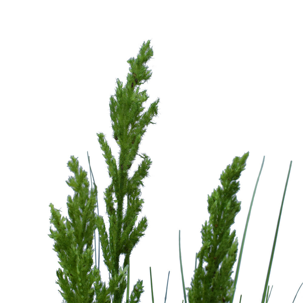Flowering Native Grass 120 cm freeshipping - Awezingly