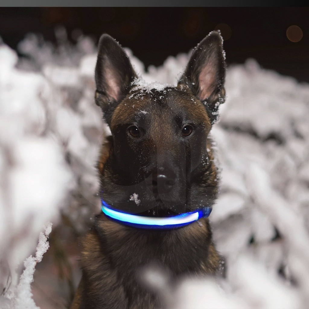 Floofi Solar USB Rechargable LED Dog Collar (M Blue)